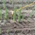 Hand Tine Rack Weeder Attachment for Weeding & Shallow Ploughing